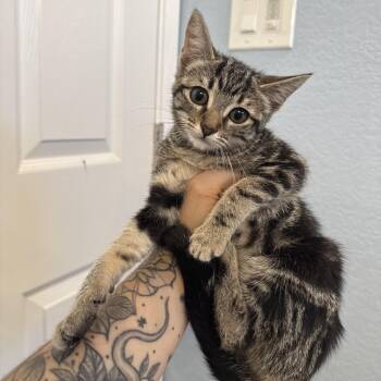 Misty -  Domestic Short Hair Cat for Adoption in Fresno, California - Misty | PetCurious