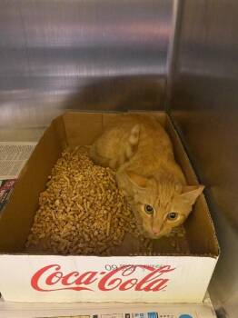 Alice -  Domestic Short Hair Cat for Adoption in Jackson, Tennessee - Alice | PetCurious
