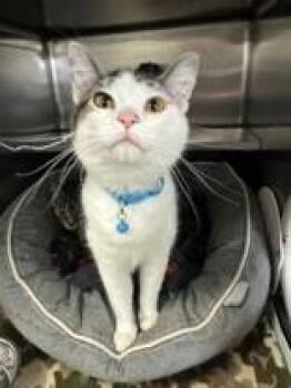 Domestic Short Hair Cats Available for Adoption in Manitowoc, Wisconsin - Zoomy | PetCurious