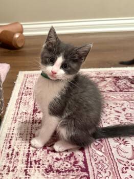 Archibald Asparagus -  Domestic Short Hair Cat for Adoption in Georgetown, Kentucky - Archibald Asparagus | PetCurious