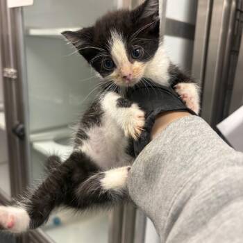 Hemlock -  Domestic Short Hair Cat for Adoption in Binghamton, New York - Hemlock | PetCurious