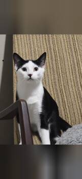 Kai -  Domestic Short Hair Cat for Adoption in Charlotte, North Carolina - Kai | PetCurious