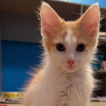 Thomas -  Domestic Long Hair Cat for Adoption in Normal, Illinois - Thomas | PetCurious