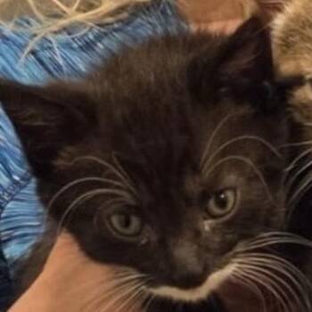 Emmett -  Domestic Short Hair Cat for Adoption in Danbury, Connecticut - Emmett | PetCurious