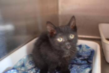 Bongo        (L589 K1) -  Domestic Medium Hair Cat for Adoption in Pahrump, Nevada - Bongo        (L589 K1) | PetCurious