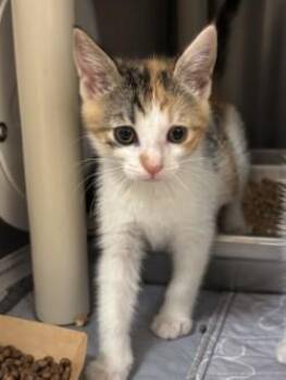Belle -  Domestic Short Hair Cat for Adoption in Honolulu, Hawaii - Belle | PetCurious