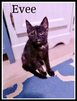 Rescue Domestic Short Hair Cats for Adoption in Greenville, Delaware - Evee, Willow Grove Area, (FCID 11/11/2025-149) | PetCurious