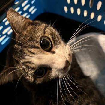 Rescue Domestic Short Hair Cats for Adoption in New York, New York - Suki | PetCurious