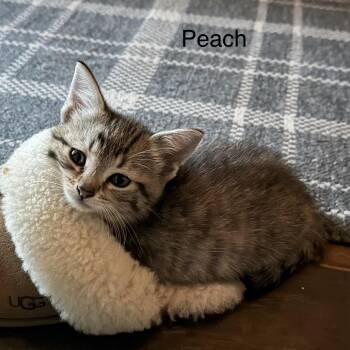 Peach -  Domestic Short Hair Cat for Adoption in Wheeling, Illinois - Peach | PetCurious