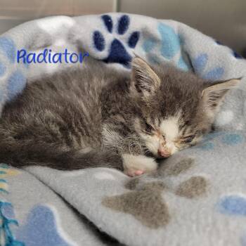 Radiator -  Domestic Short Hair Cat for Adoption in Parkersburg, West Virginia - Radiator | PetCurious