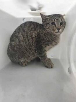 Domestic Short Hair Cats Available for Adoption in Sevierville, Tennessee - Fiasco | PetCurious