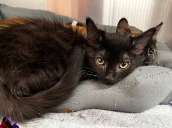 Sherlock -  Domestic Medium Hair Cat for Adoption in Logan, Utah - Sherlock | PetCurious