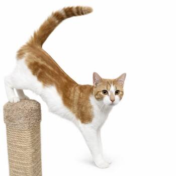 Lilly -  Domestic Short Hair Cat for Adoption in Blaine, Minnesota - Lilly | PetCurious