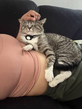 Domestic Medium Hair Cats Available for Adoption - William | PetCurious