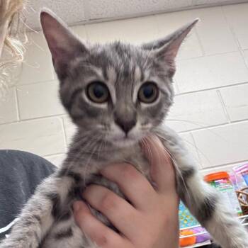 Safari 29770 -  Domestic Short Hair Cat for Adoption in Middleburg, Florida - Safari 29770 | PetCurious