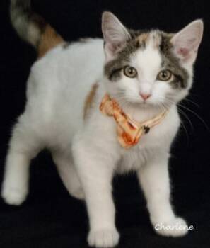 Rescue Calico Cats for Adoption in Newland, North Carolina - Dottie | PetCurious