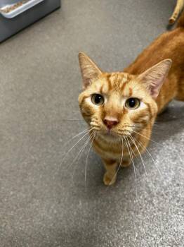 Happy -  Domestic Short Hair Cat for Adoption in Boone, Iowa - Happy | PetCurious