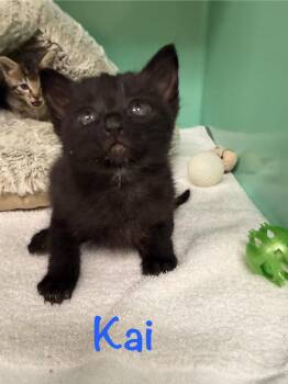 Kai -  Domestic Short Hair Cat for Adoption in Crescent City, California - Kai | PetCurious