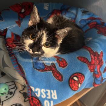 Rescue Domestic Short Hair Cats for Adoption in Renfrew, Pennsylvania - Tuna Turner | PetCurious