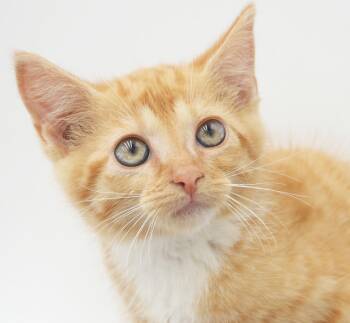 Jibberkitty is a joyful rare ORANGE female -  Tabby Cat for Adoption in Bedford Hills, New York - Jibberkitty Is A Joyful Rare ORANGE Female | PetCurious