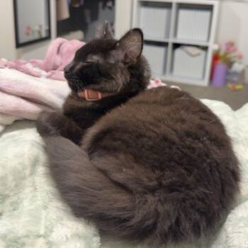 Rowan -  Domestic Medium Hair Cat for Adoption in Fargo, North Dakota - Rowan | PetCurious