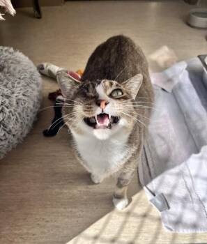 Leeda Beeda Bug -  Domestic Short Hair Cat for Adoption in Arlington, Washington - Leeda Beeda Bug | PetCurious