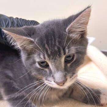 Cygnus -  Domestic Short Hair Cat for Adoption in Woodinville, Washington - Cygnus | PetCurious