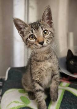 Uzi 64631 -  Domestic Short Hair Cat for Adoption in Aiken, South Carolina - Uzi 64631 | PetCurious
