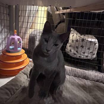 Rescue Domestic Short Hair Cats for Adoption in Palisades Park, New Jersey - Surfer Dude | PetCurious