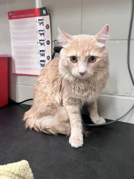 PRINCE -  Domestic Medium Hair Cat for Adoption in Minneapolis, Minnesota - PRINCE | PetCurious