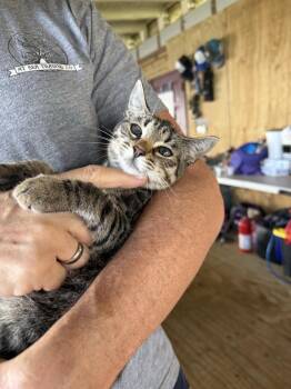 Princess Daisy -  American Shorthair Cat for Adoption in New Bedford, Massachusetts - Princess Daisy | PetCurious