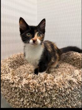 Autumn -  Domestic Short Hair Cat for Adoption in West Palm Beach, Florida - Autumn | PetCurious