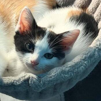 Guava -  Domestic Short Hair Cat for Adoption - Guava | PetCurious