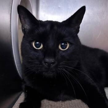 Poe -  Domestic Short Hair Cat Available for Adoption in Providence, Rhode Island - Poe | PetCurious