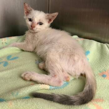 Scuttle -  Domestic Short Hair Cat for Adoption in Austin, Texas - Scuttle | PetCurious