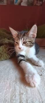 Aiko and Akari -  Domestic Short Hair Cat for Adoption in Atwater, Ohio - Aiko And Akari | PetCurious
