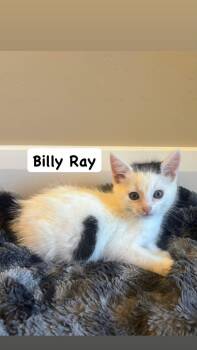 Billy Ray -  Domestic Long Hair Cat for Adoption in St. George, Utah - Billy Ray | PetCurious