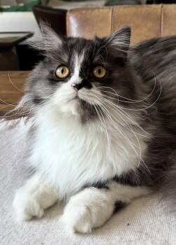 Churro -  Persian Cat for Adoption in Allentown, New Jersey - Churro | PetCurious