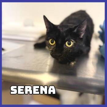 Serena -  Domestic Short Hair Cat for Adoption in Glenwood, Minnesota - Serena | PetCurious