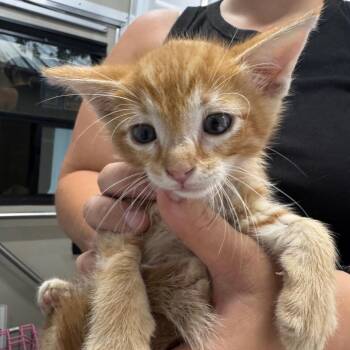 Domestic Short Hair Cats Available for Adoption in Buchanan Dam, Texas - Zippity 4 | PetCurious