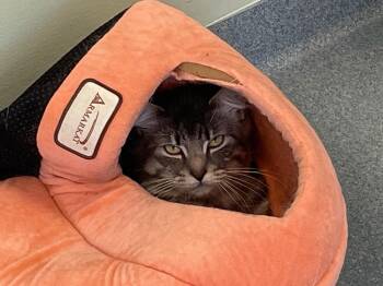 Plum -  Domestic Long Hair Cat for Adoption in Trenton, Maine - Plum | PetCurious