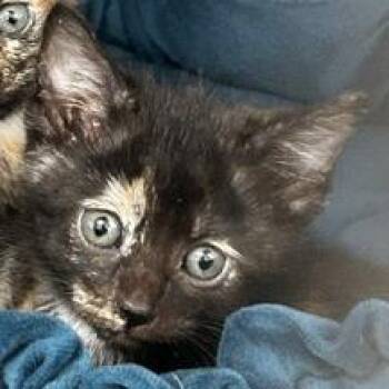 Truffle -  American Wirehair Cat for Adoption in Poplar Bluff, Missouri - Truffle | PetCurious