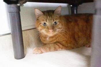 George -  Domestic Short Hair Cat for Adoption in Arlington, Washington - George | PetCurious