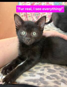 Olivia (aka Livy) -  Domestic Short Hair Cat for Adoption in Albuquerque, New Mexico - Olivia (aka Livy) | PetCurious
