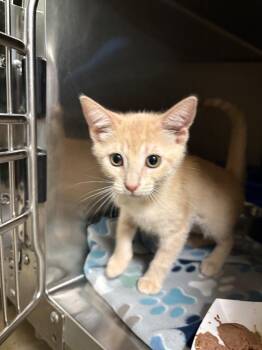 Skittles -  Domestic Short Hair Cat for Adoption in Ocala, Florida - Skittles | PetCurious