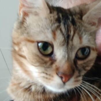 Monkee -  Domestic Short Hair Cat Available for Adoption in Goliad, Texas - Monkee | PetCurious
