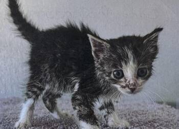 Lady Rainicorn -  Domestic Short Hair Cat for Adoption in Fort Madison, Iowa - Lady Rainicorn | PetCurious