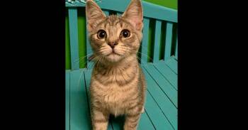 Jet -  Domestic Short Hair Cat for Adoption in Harpers Ferry, West Virginia - Jet | PetCurious