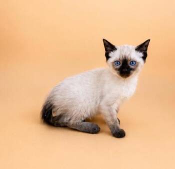 Rainier -  Domestic Short Hair Cat for Adoption in Dahlonega, Georgia - Rainier | PetCurious