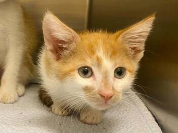 HARRY STYLES -  Domestic Short Hair Cat for Adoption in Tustin, California - HARRY STYLES | PetCurious